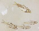 Fossil Fish Plate (Knightia) - Green River Formation #119482-1